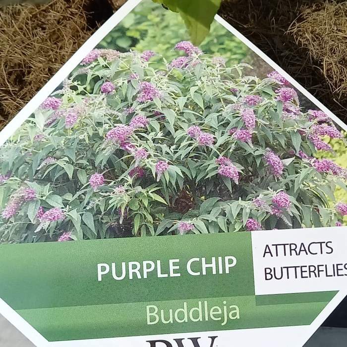 Levně Komule Davidova 'Purple Chip' výška 30/40cm, květináč 4 litry