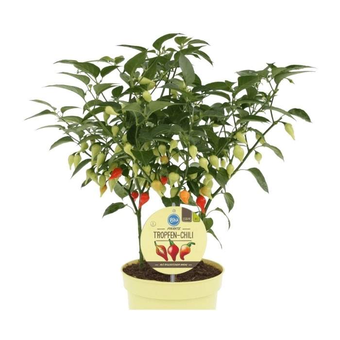 Levně Paprika čínská 'Tropfen chilli' Bio květináč 12cm