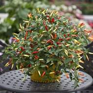 Paprika roční 'Thai chilli' Bio květináč 12cm