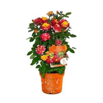 Růže 'Planters Punch'® květináč 6 litrů