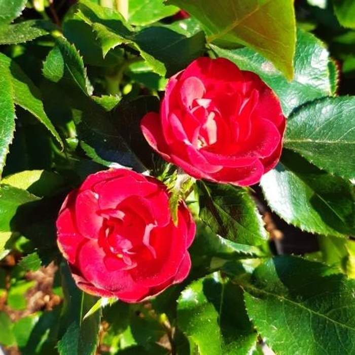 Levně Růže 'Zepeti'® květináč 2 litry