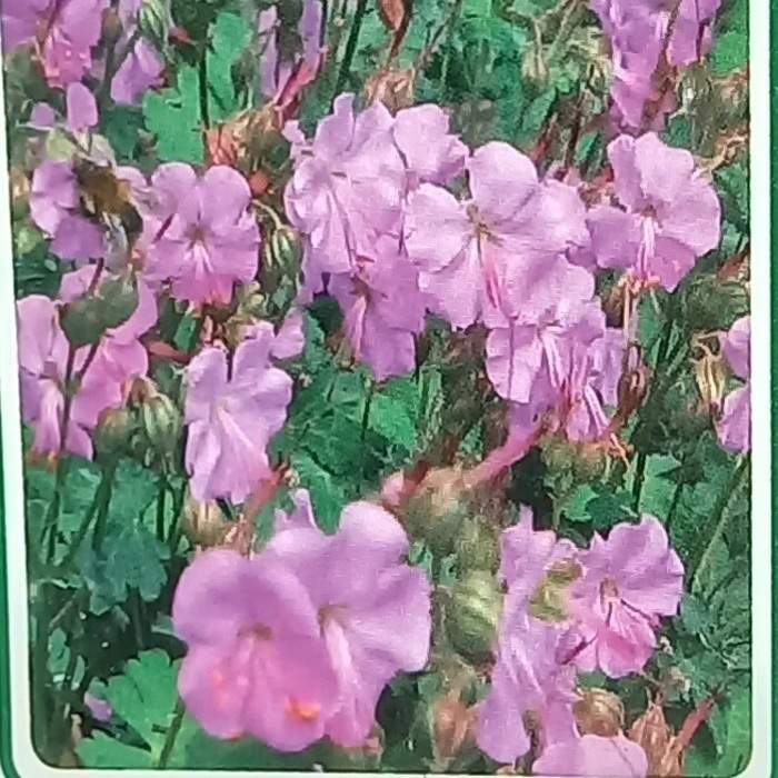 Levně Kakost kantabrijský 'Berggarten' květináč 9cm