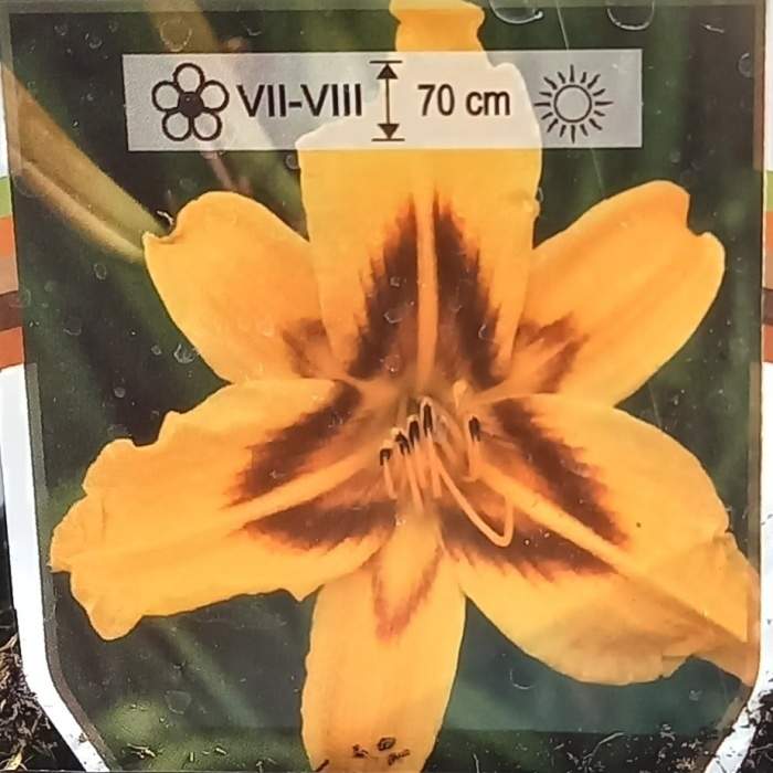 Levně Denivka 'Bonanza' květináč 11cm