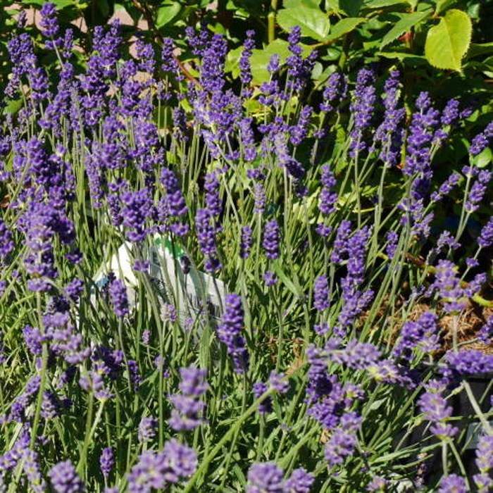 Levně Levandule úzkolistá 'Essence Purple' květináč 32cm