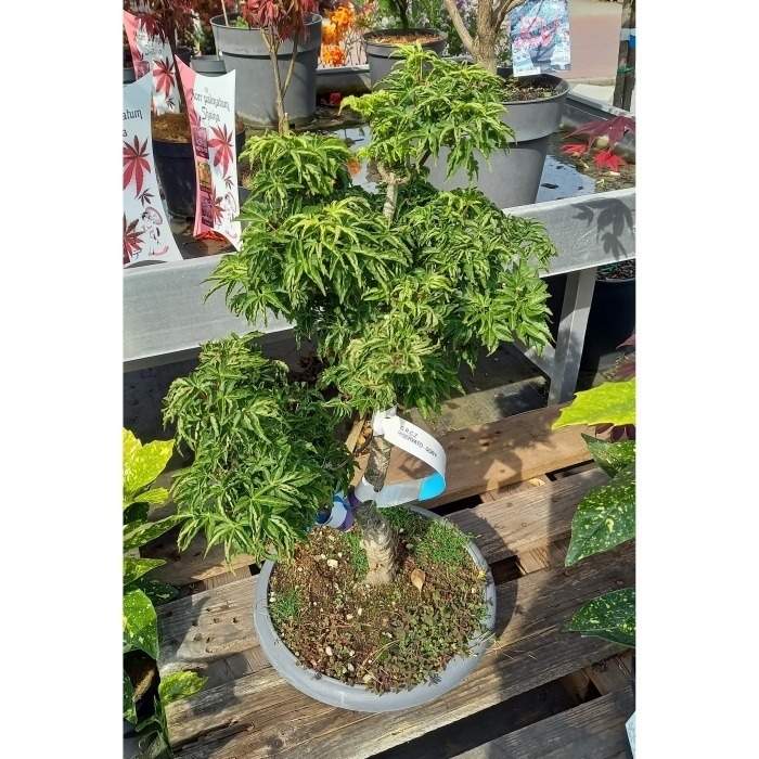 Levně Javor dlanitolistý 'Shishigashira' bonsai, květináč 10 litrů