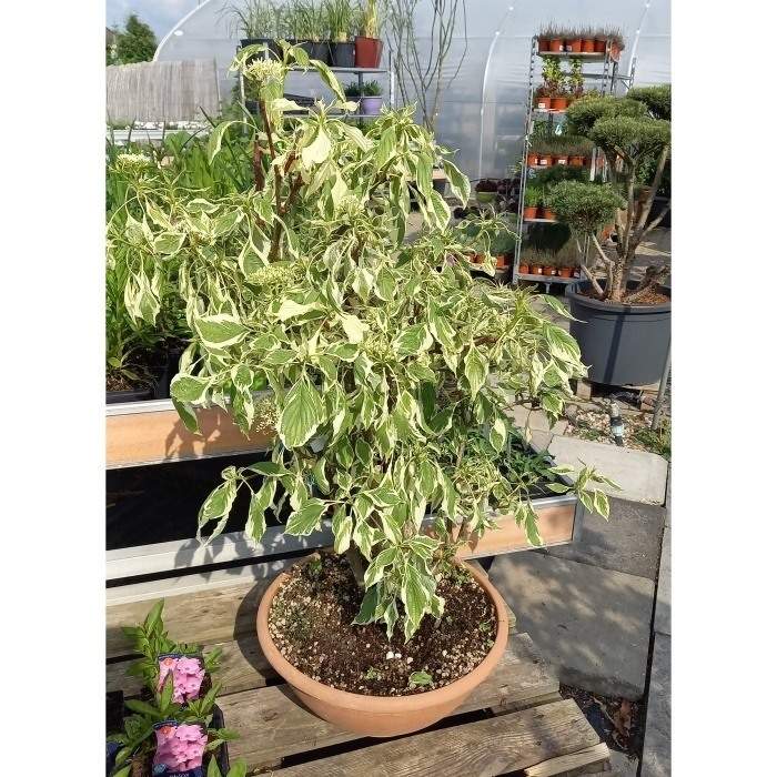 Levně Svída sporná 'Variegata' bonsai, květináč 15 litrů