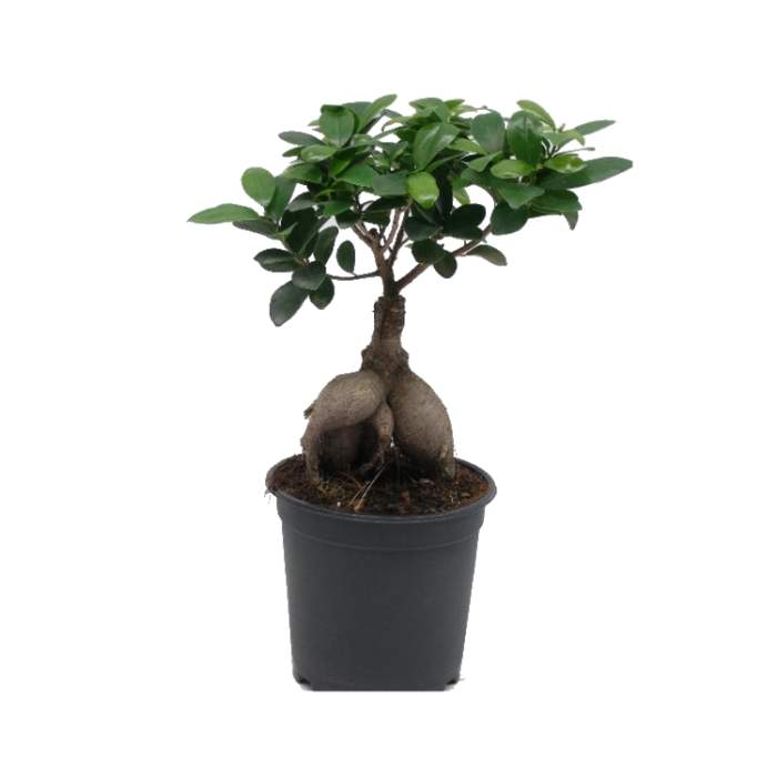 Levně Fíkovník maloplodý bonsai, květináč 15cm