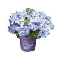 Hortenzie 'French Bolero Blue' květináč 3 litry