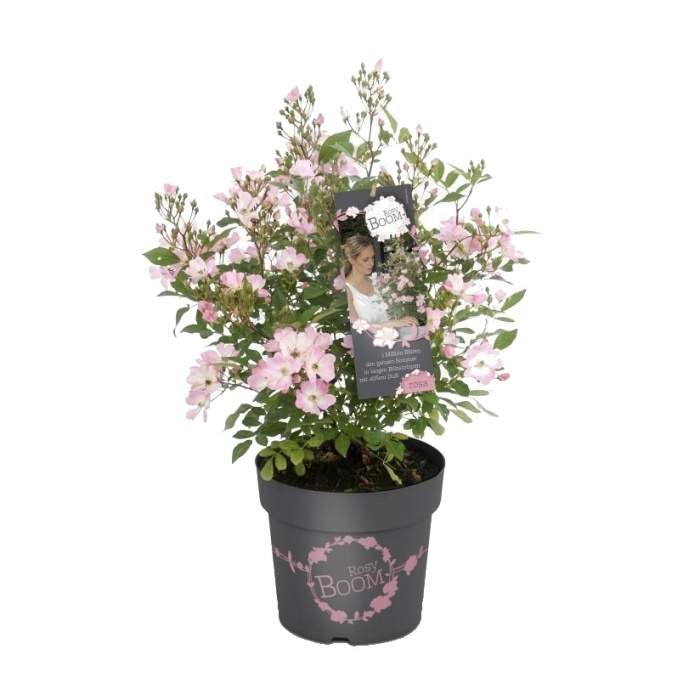Levně Růže 'Rosy Boom Abellio Spaniuc' květináč 6 litrů