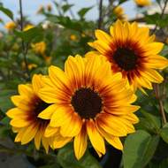 Slunečnice roční 'SunBelievable' květináč 23cm