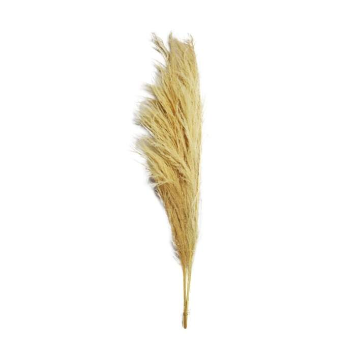 Levně Sušina pampová tráva bílá 160cm