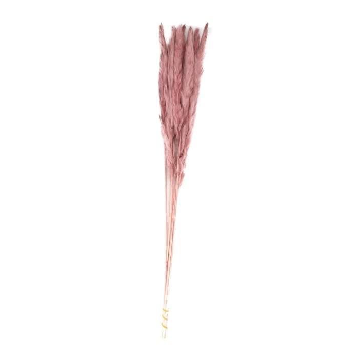 Levně Sušina pampová tráva barvená starorůžová 70cm, 10ks