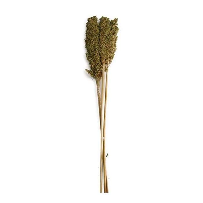 Levně Sušina Indian corn zelená 75cm, 3ks
