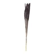Sušina pampová tráva barvená černá 70cm, 10ks