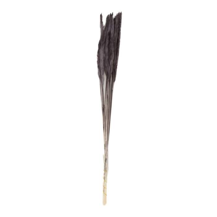 E-shop Sušina pampová tráva barvená černá 70cm, 10ks