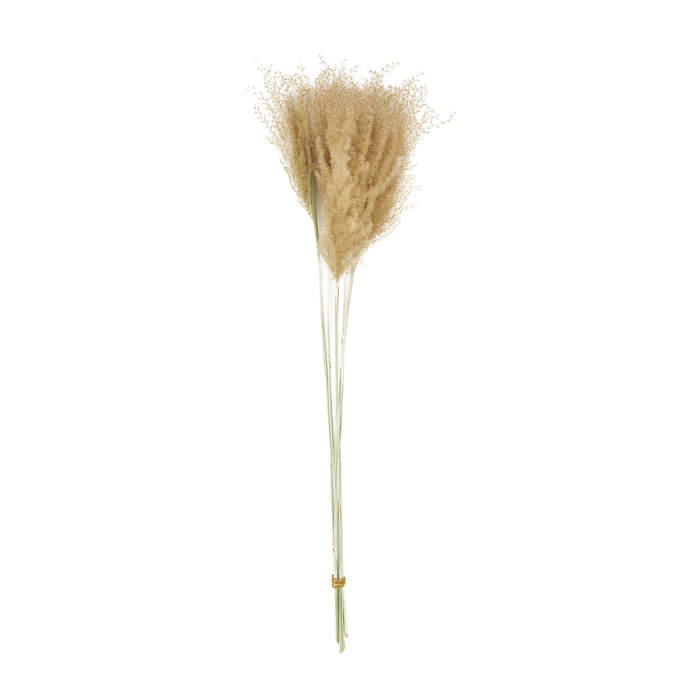 Levně Sušina květ ozdobnice přírodní 70cm, 5ks