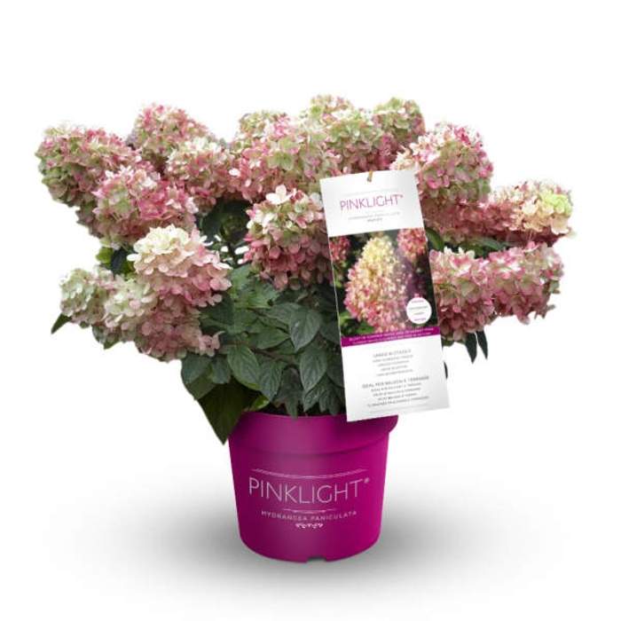 Levně Hortenzie latnatá 'Pinklight' květináč 5 litrů