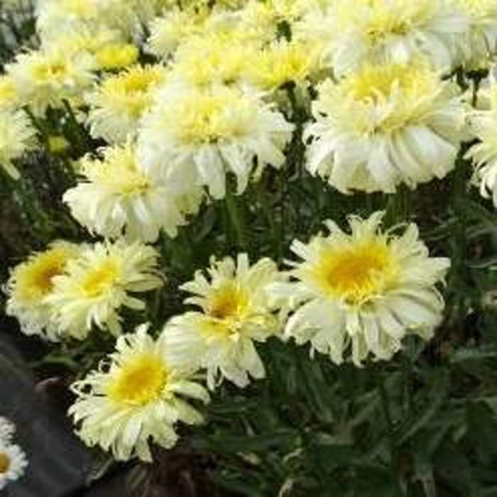 Levně Kopretina největší 'Real Charmer' květináč 2 litry