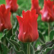 Tulipán 'Red Riding Hood' 10ks