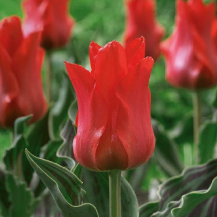 Levně Tulipán 'Red Riding Hood' 10ks