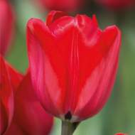Tulipán 'Red Impression' 10ks