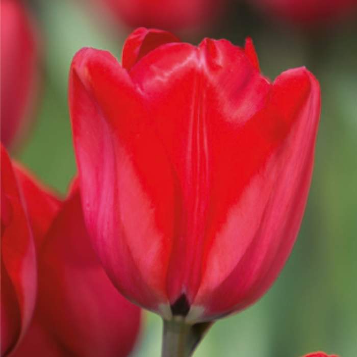 Levně Tulipán 'Red Impression' 10ks