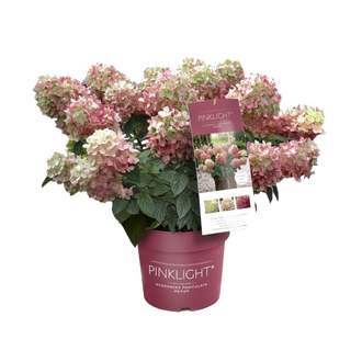 Hortenzie latnatá 'Pinklight' květináč 16,5 litru