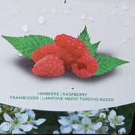 Maliník sloupový 'Raspberry Tower' květináč 5 litrů