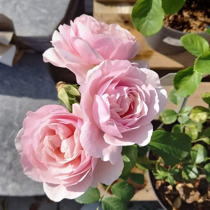E-shop Růže 'Natasha Richardson' květináč 4,6 litru
