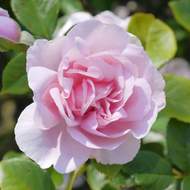 Růže 'Natasha Richardson' květináč 4,6 litru