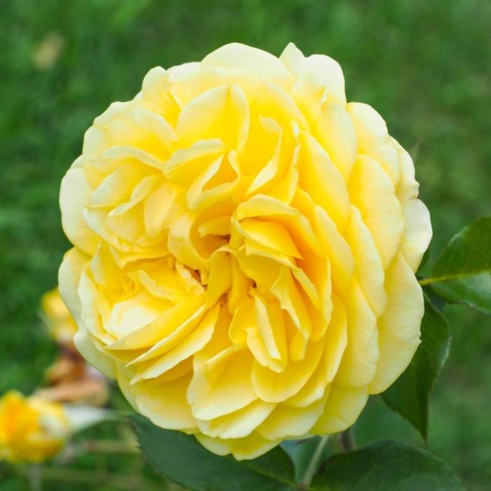 Levně Růže 'Inka' květináč 4,6 litru