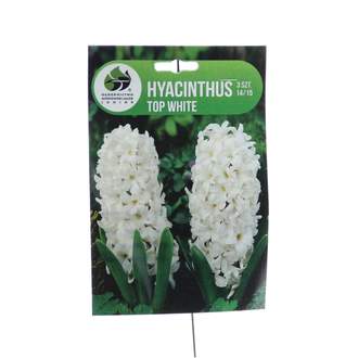 Hyacint 'Top White' 3ks