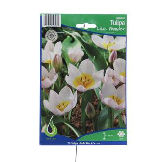 Tulipán 'Lilac Wonder' 25ks