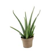 Aloe pravá květináč 14cm