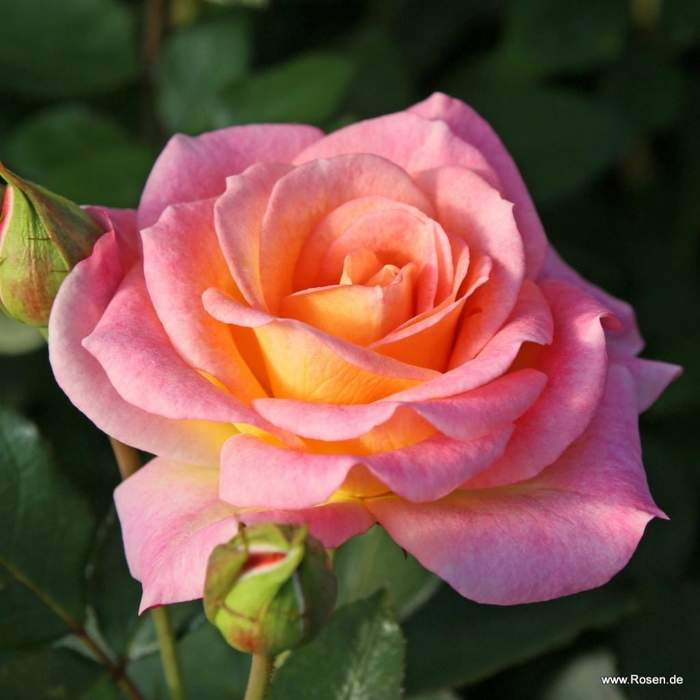 Levně Růže Kordes 'Dekora' 2 litry