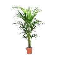 Rajská palma květináč 24cm