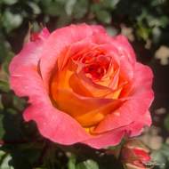 Růže Kordes 'Samba' 2 litry