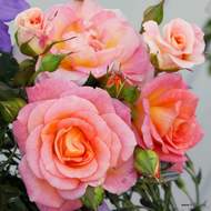 Růže Kordes 'Dekora' 2 litry
