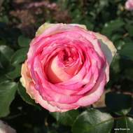 Růže Kordes 'Meine Rose' 2 litry