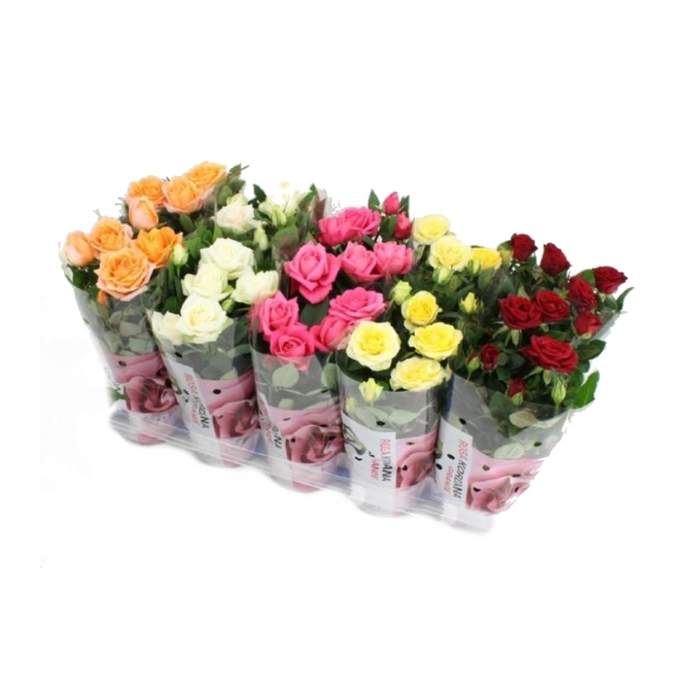 E-shop Růže pokojová Kordana mix květináč 10,5cm