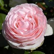 Růže 'Pierre de Ronsard' špalír, květináč 18 litrů