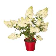 Hortenzie latnatá 'Sundae Fraise' kmínek 80cm, květináč 10 litrů