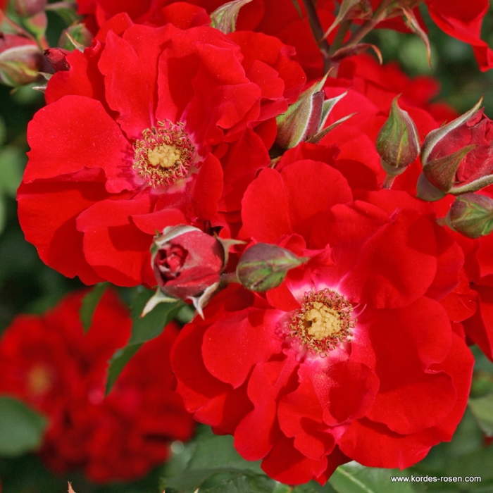 Levně Růže Kordes 'Roter Korsar' 2 litry