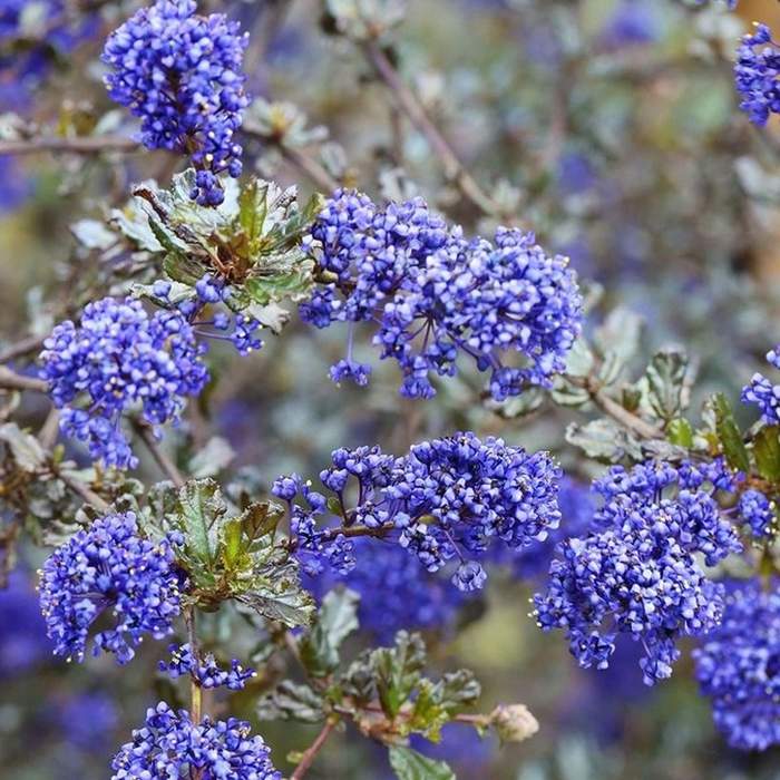 Levně Latnatec, zpodoběr 'Blue Sapphire' květináč 3,4 litru