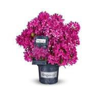 Pěnišník Easydendron 'Grazeasy Dark Pink' květináč 16,5 litru