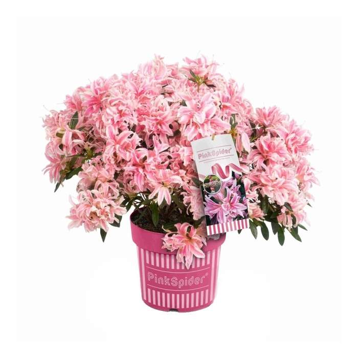 E-shop Pěnišník tupý 'Pink Spider' květináč 10 litrů