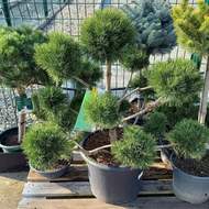 Borovice blatka - bonsai 50/60cm, květináč 26 litrů