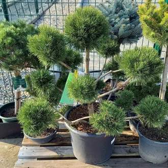 Borovice blatka - bonsai 50/60cm, květináč 26 litrů