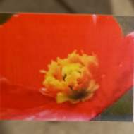 Mák lysý 'Spring Fever Red' květináč 9cm