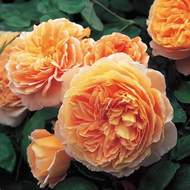 Růže pnoucí D.Austin 'Crown Princess Margareta'  květináč 5 litrů, vyvazovaná